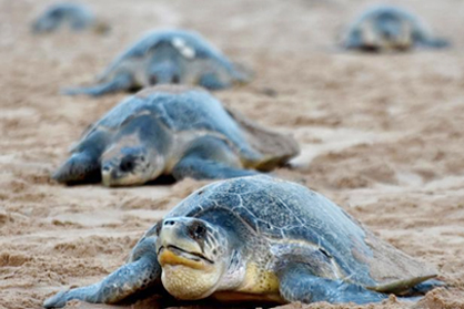 Olive Ridley Tours